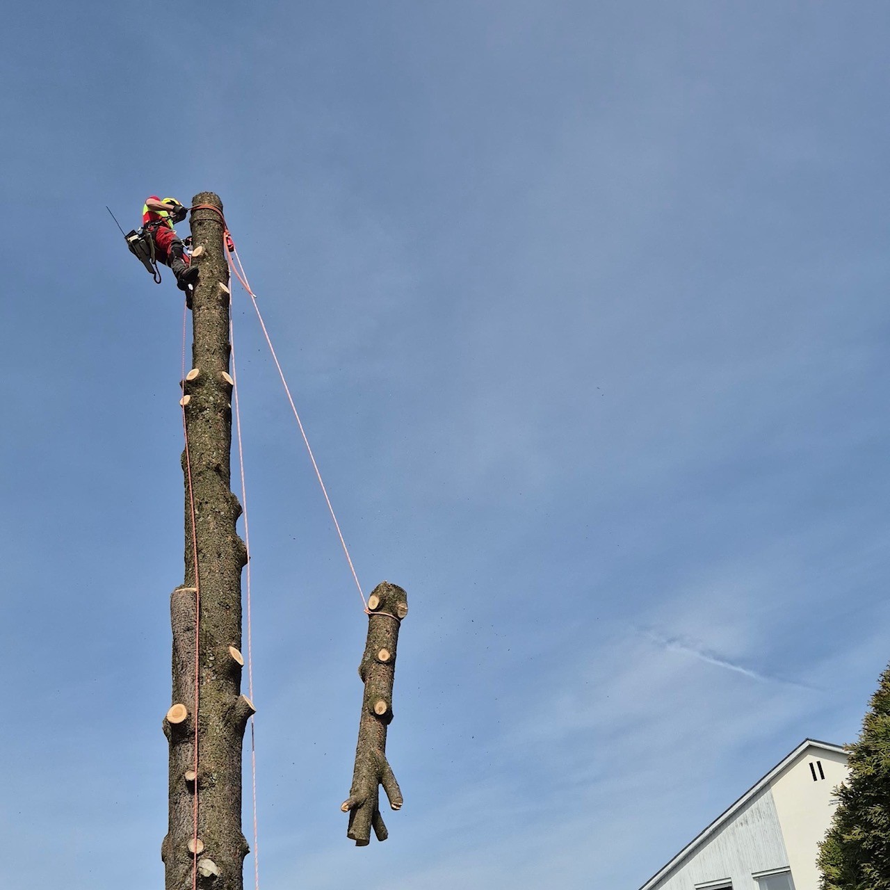 Baumfällarbeiten, Klettertechnik, Mit Leidenschaft, Ihr Michael Moosbrugger aus Hörbranz, Leiblachtal