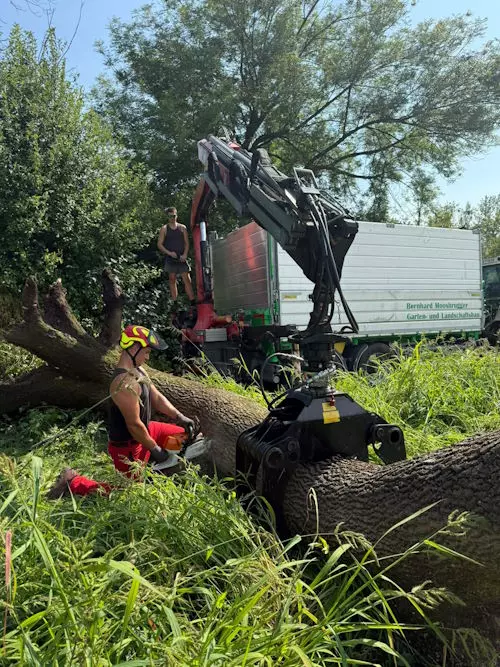 Baumfällarbeiten, Klettertechnik, Mit Leidenschaft, Ihr Michael Moosbrugger aus Hörbranz, Leiblachtal