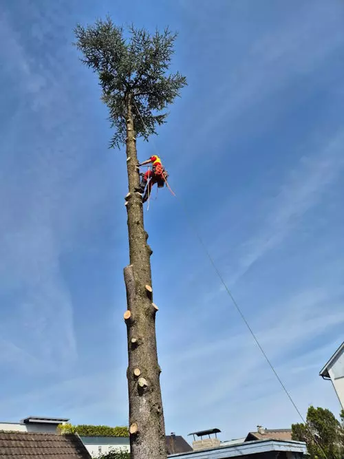 Baumfällarbeiten, Klettertechnik, Mit Leidenschaft, Ihr Michael Moosbrugger aus Hörbranz, Leiblachtal