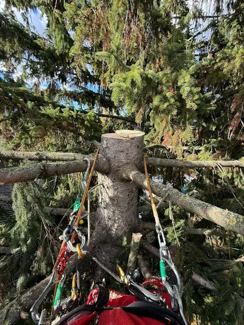 Baumfällarbeiten, Klettertechnik, Mit Leidenschaft, Ihr Michael Moosbrugger aus Hörbranz, Leiblachtal