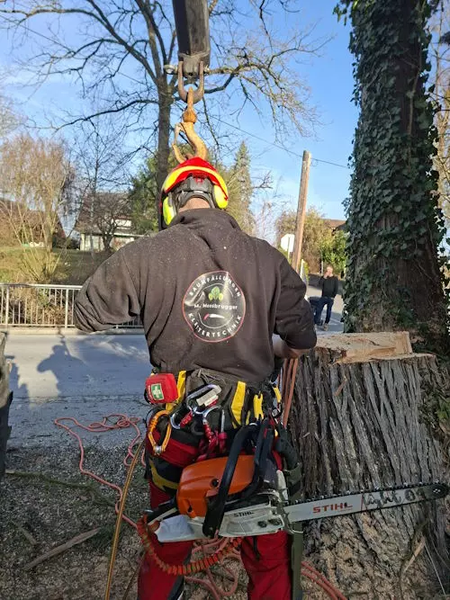Baumfällarbeiten, Klettertechnik, Mit Leidenschaft, Ihr Michael Moosbrugger aus Hörbranz, Leiblachtal