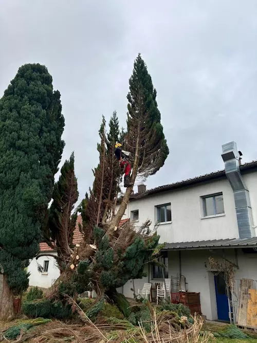 Baumabtragung mit Seiltechnik direkt neben einem Wohnhaus im Leiblachtal