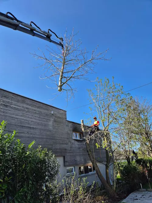 Baumabtragung mit Kraneinsatz an einem Wohnhaus – sichere Entfernung eines hohen Baumes